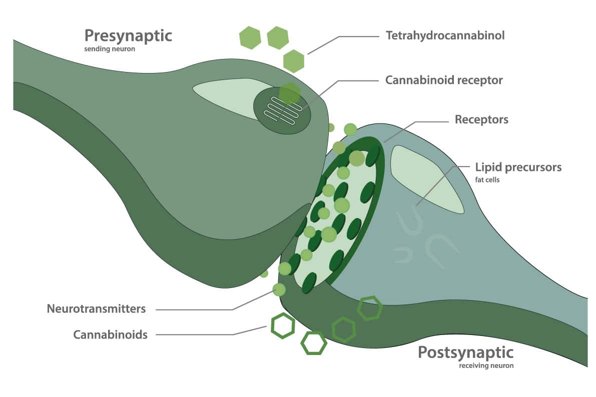 Endocannabinoid signalling